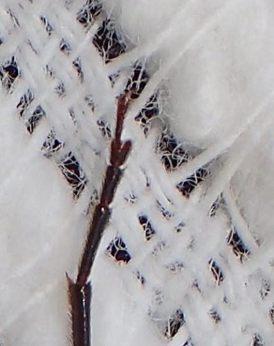 Arhopalus ferus